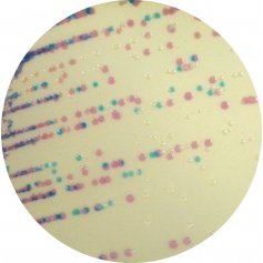 Каталог CHROMagar Staphylococcus - для обнаружения и выделения Staphylococcus spp